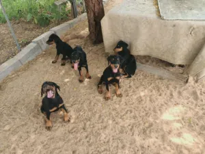 Champion American Dobberman puppies with heaving bone structure