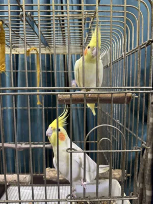 2 Cockatiel birds with accessories