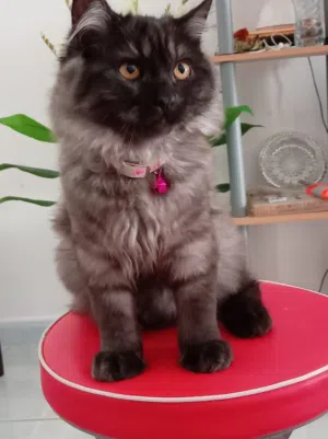 Adorable Kitten Available for Adoption