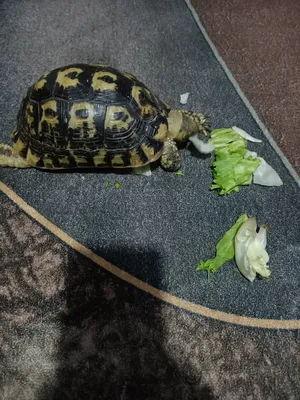 Turtles0