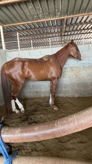 Show jumping horse for sale 9 year old without passport gelding