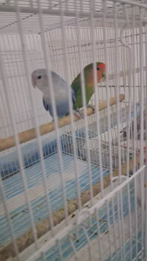 موجود زوج روز منتجين حط سعرك وشيل