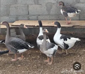 وز بلدي للبيع