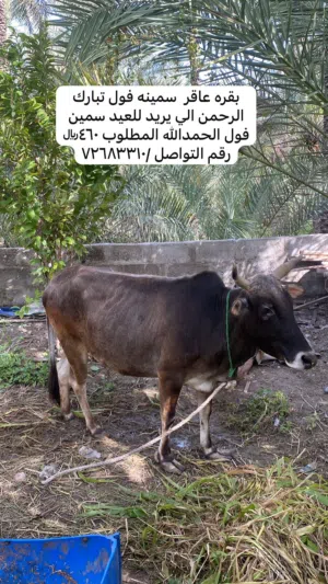 للبيع بقرهنتين عاقر فول سمنه الحمدالله إلى يريد للعيد بياض الوجه الحمدالله وبعده وحده عشار شوف الوصف