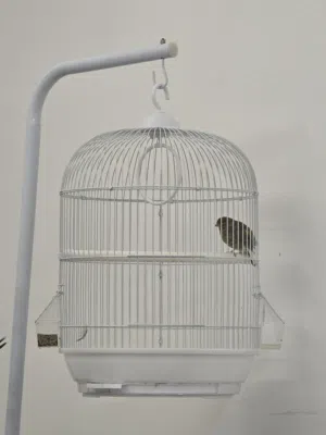 Canary Bird for sale, للبيع طير كناري