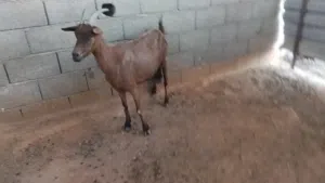 عنز فرنسية