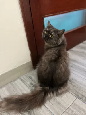 قطط شرازي للبيع