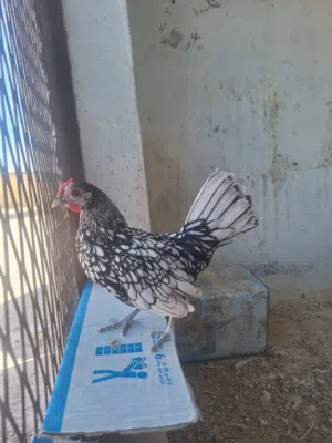 سبرايت للبيع