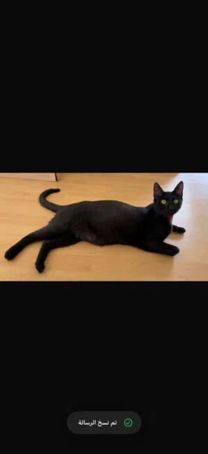 لتبني اليف جداً خصي