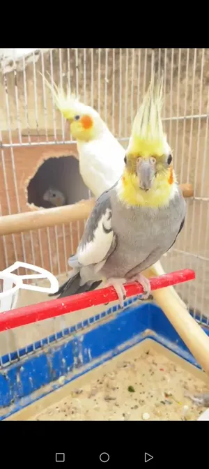 Other Animals2