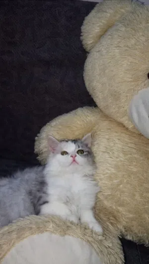 بنغال  نطيفه الون جميل