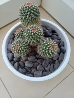 Cactus  صبار