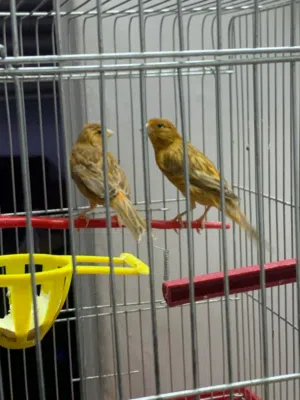 جوز موردي بجهزو لبيض