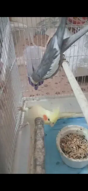 بيع عصافير كوكتيل