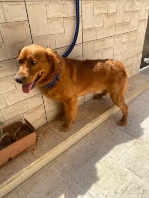 جولدن ريتريفر Golden Retriever