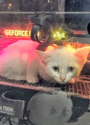 قطة شيرازي للبيع عمر شهرين