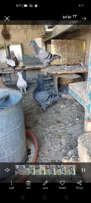 جوز كنقات من العيار الثقيل