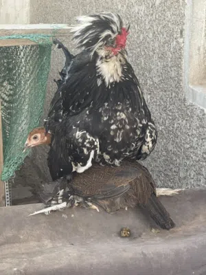 ديك سلطاني + دجاجة عربية كويتية