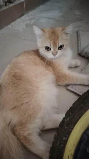 abandoned cat for adoption قطة مهجورة للتبني