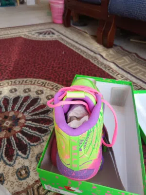 New puma shoes for sale new unused with box size 46. two pair each one 25 kd.