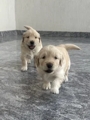 Golden Retriever Puppies  جرو قولدن ريتريفر