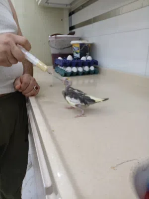 كوكتيل بقري ربه عمر 3اسابيع وشويه