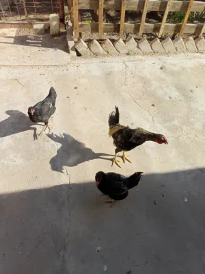 دجاج للبيع