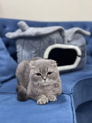 Scottish Fold  (wPet Accessories)