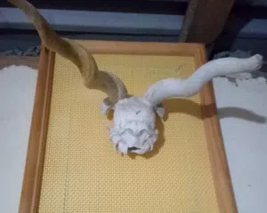 جمجمه غزال أفريقي محنط