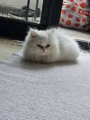 Chaton femelle type Persian à vendre