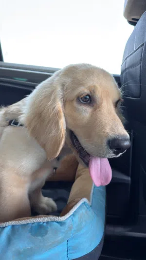 Golden retriever 5months old