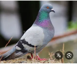 للبيع دحل جمله