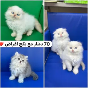 تبارك الله ماشاء الله سكوتش فولد لونج وهملايا شهرين العمر