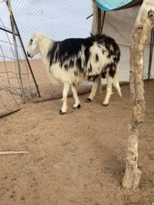 كبش ضحيه للعيد