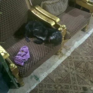كلب أليف و مطيع للبيع شيوا وا