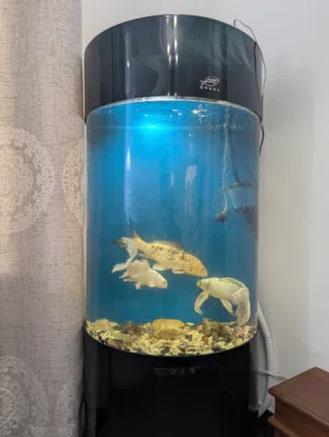 Large size fish tank