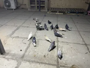 مجموعه حمام لوت 18طير