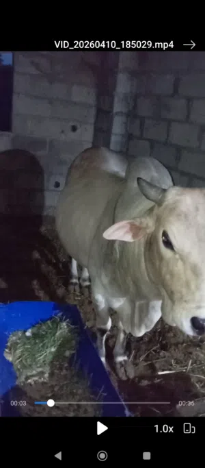 ثور اثيوبي تارس فول مال شاء الله مطعوم 10 اشهر