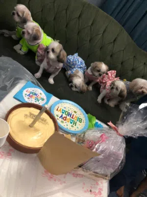 كلاب شيتزو لتبني مع دفاتر التطعيم