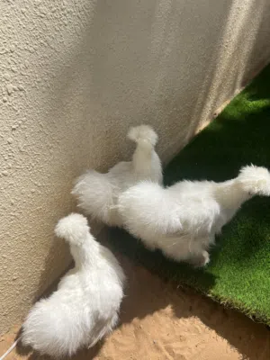 دجاج سلكي القطني وجبنيز