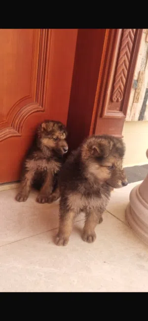 جيرمن شيبرد