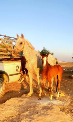 ‏خيل‏1