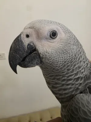 ببغاء كاسكو صغير محلق
