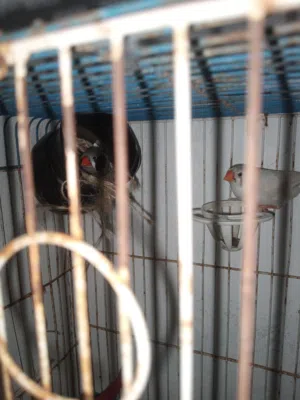 زوج طيور زيبرا وسط جامبو في حبه بلاك شيك وحبه جامبو وسط عادي شغالات مش مخاليف