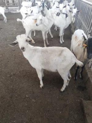 goats sheep all category available