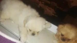 Chien piki noir et blanc