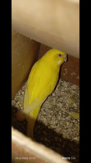 كوبيا بقلينو للبيع