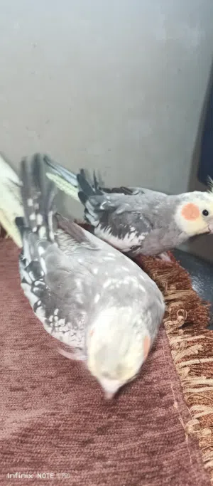 جوز كوكتيل غير اليف للبيع فقط ذكر وانثى