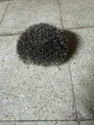 قنفذ ( Hedgehog ) قنافذ عدد 2 للبيع