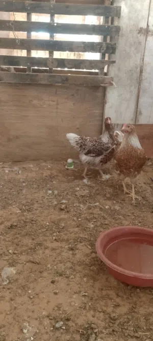 ون دوت للبيع